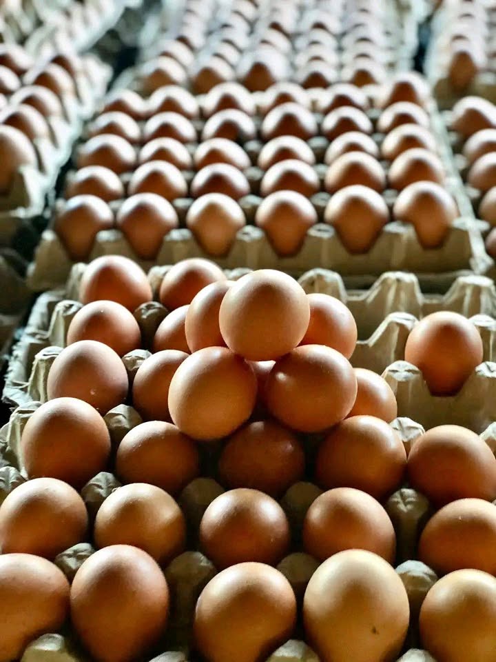 Fresh Eggs Chickens