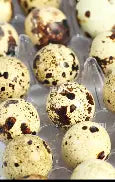 Fertile Jumbo Quail eggs