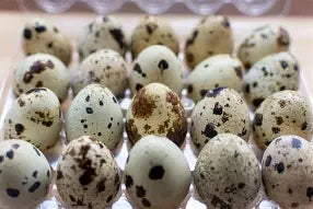 Fertile Jumbo Quail eggs