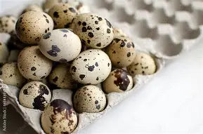 Fertile Jumbo Quail eggs