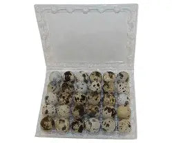 Fertile Jumbo Quail eggs
