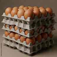 Fresh Eggs Chickens